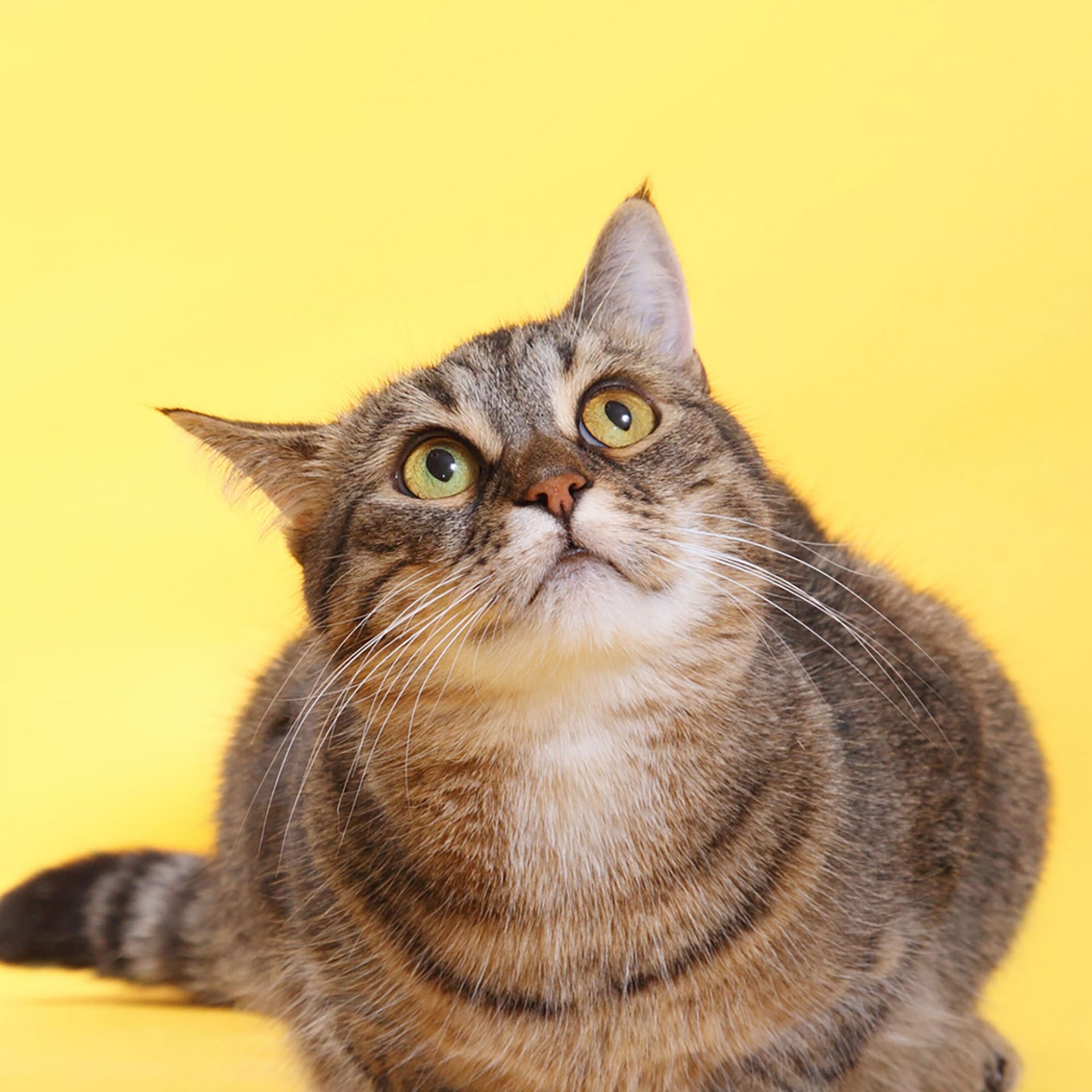 Pet Prescriptions & Pet Products Online In the UK Cura