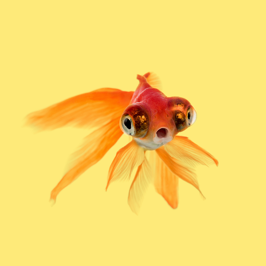 Pet Prescriptions & Pet Products Online In the UK Cura