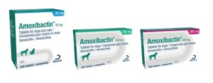 amoxibactin for dogs and cats
