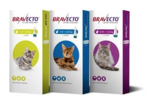 Bravecto spot on solution for cats
