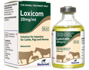 bottle of loxicom solution for injection in cattle, pigs and horses.