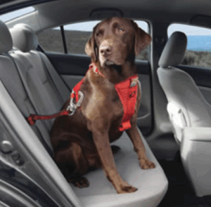 kurgo swivel tether for dogs