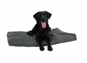 Buster Memory Foam Dog Bed