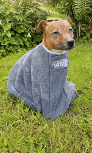 little jack russell terrier sitting inside henry wag drying bag for dogs