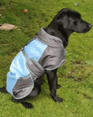 black labrador sitting on grass wearing henry wag waterproof coat for dogs