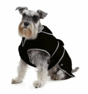 miniature schnauzer dog wearing a black ancol storm guard coat for dogs