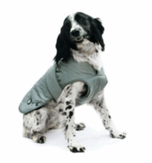 springer spaniel wearing ancol storm guard ultimate dog coat in reflective grey