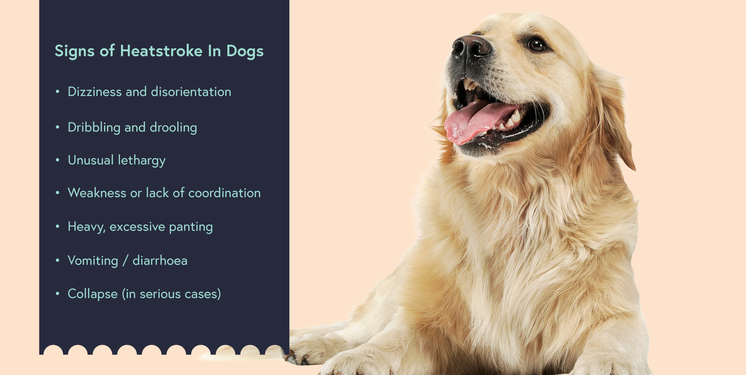 Golden Retriever on screen with list of heatstroke symptoms