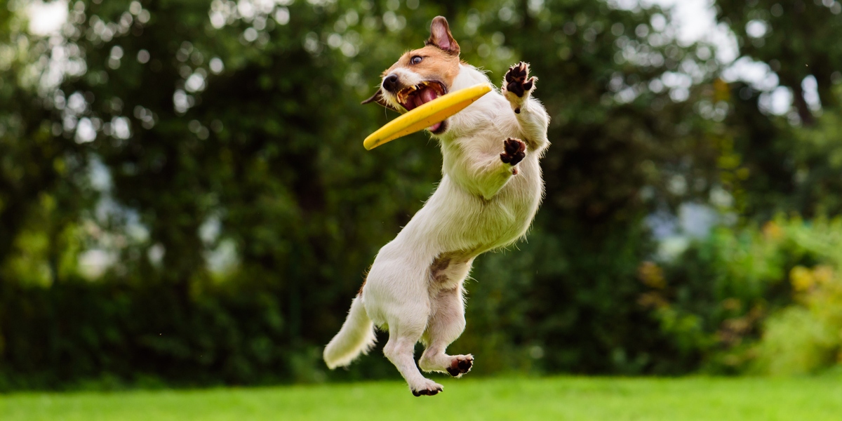 Active dog playing on a lawn